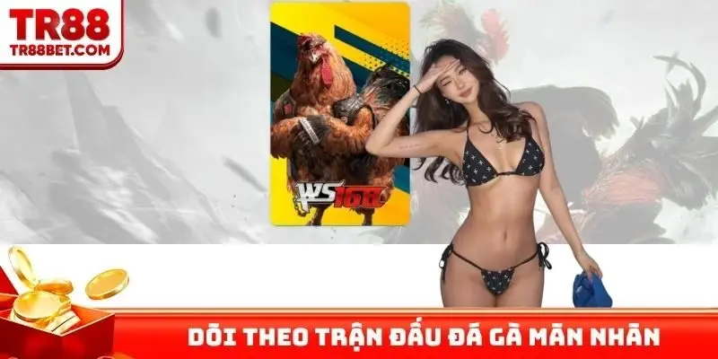 Dõi theo trận đấu đá gà mãn nhãn