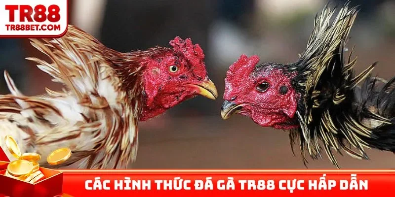 Các hình thức đá gà TR88 cực hấp dẫn