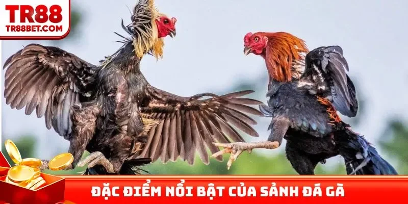 Đặc điểm nổi bật của sảnh đá gà