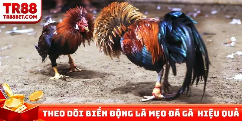 Theo dõi biến động là mẹo đá gà trên mạng hiệu quả
