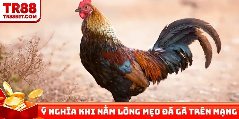 Ý nghĩa khi nằm lòng mẹo đá gà trên mạng